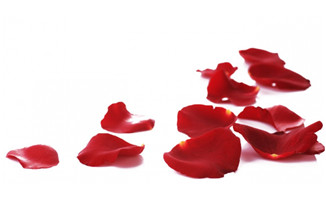 红色飘落凋零玫瑰花瓣装饰png免抠图片素材
