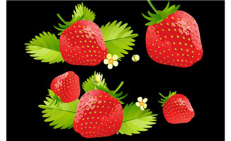 草莓高清flash动画下载