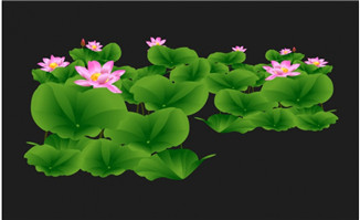 池塘盛开的荷花flash动画