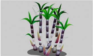 甘蔗树flash植物动画素材