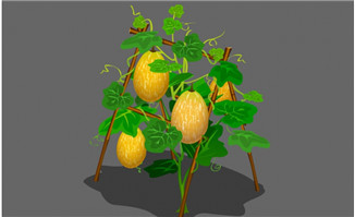 哈密瓜生长中的植物flash动画