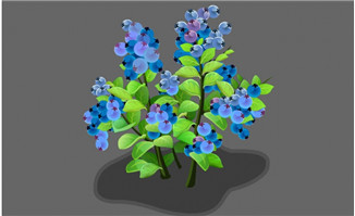 黑加仑植物flash动画