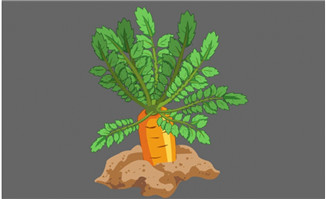 胡萝卜植物flash动画下载