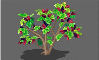 桑树植物二维手绘背景设计