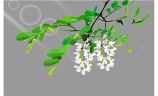 花卉植物背景设计素材