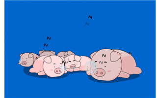 一群可爱的猪睡觉打呼f