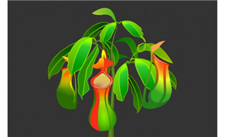 猪笼草草本植物手绘背景