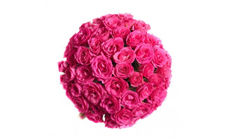 <b>粉红色玫瑰花图片素材下载</b>