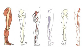 人体腿部肌肉血管骨胳结