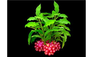 草本植物草果flash动画动态