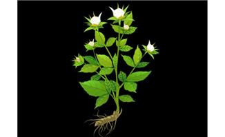 本草纲目人参花树flash植物