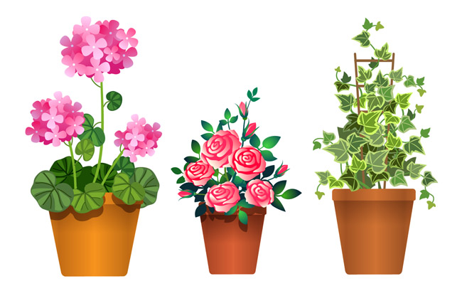 三种常见的室内小盆栽植物花卉素材下载