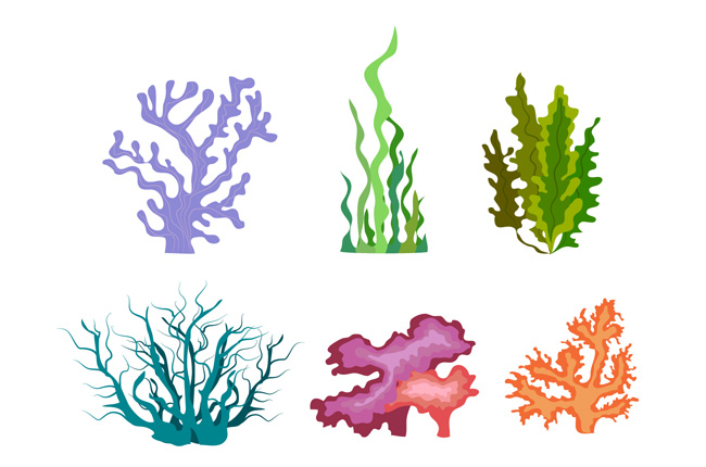6款不同颜色海藻植物素材下载