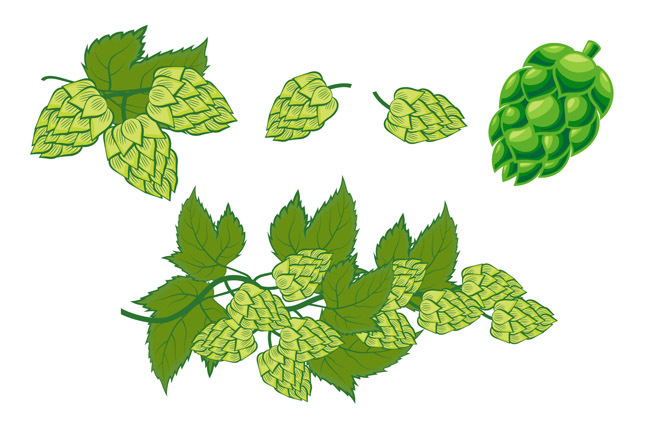 啤酒小麦造型创意植物矢量素材下载