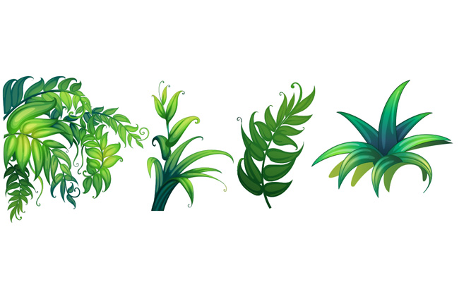 不同植物的叶子形状设计插图矢量素材