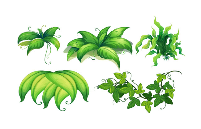 不同植物的叶子插图矢量素材