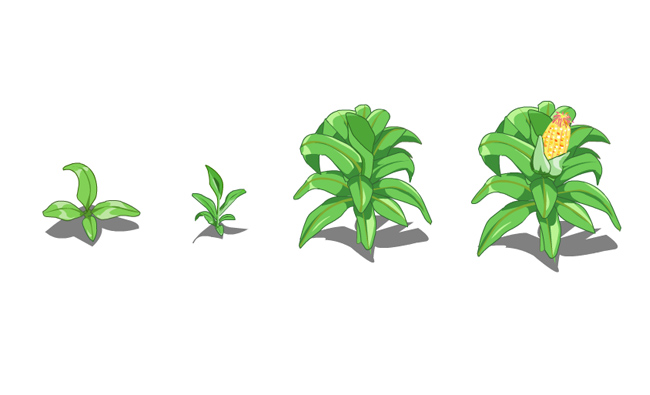 玉米生长的过程植物手绘插画设计