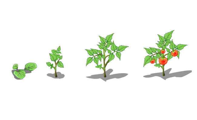 西红柿植物整个生长过程插画设计素材