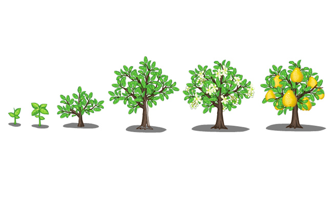 梨子树从小苗到大树的过程手绘插画设计