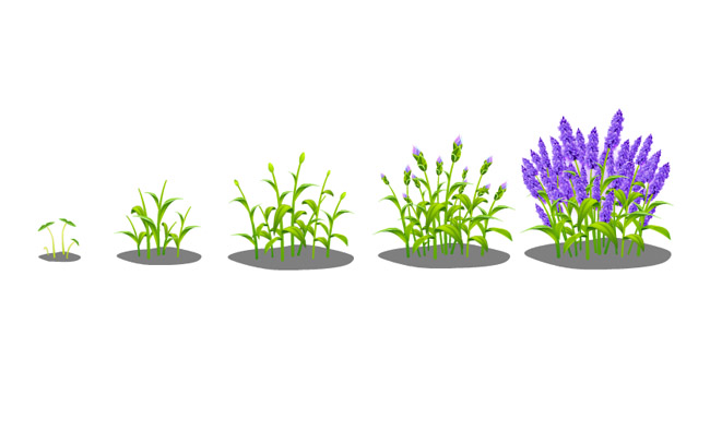 紫色花草植物整个蜕变过程手绘图