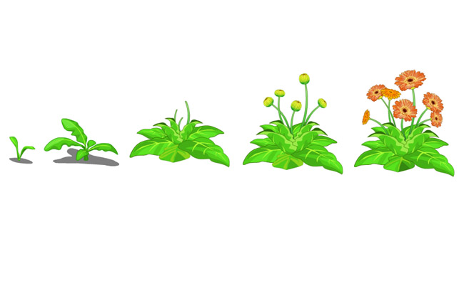 开满红花野草植物生长过程手绘插画设计