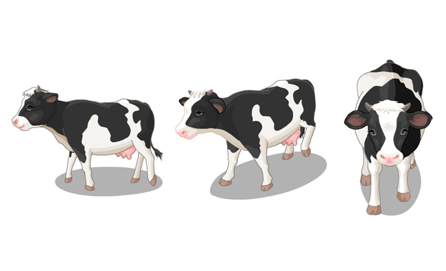 奶牛正面侧面走路的动作动态效果素材