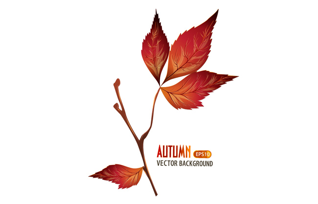 秋天红色叶子枫叶元素素材设计
