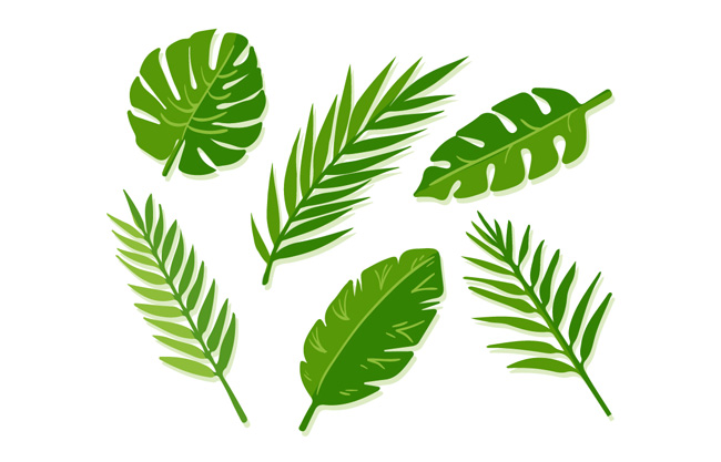 矢量棕榈树叶子植物绿叶叶子形状素材设计