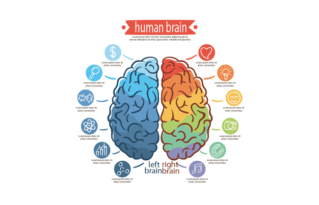 脑部结构功能名称信息模板素材