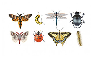多种精致昆虫设计矢量素