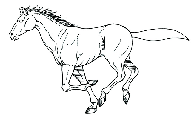 手绘马儿跑步走路的运动规律分解图