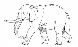 大象的各种动作手绘线条