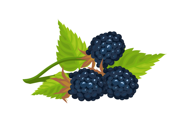 成熟黑莓矢量水果素材