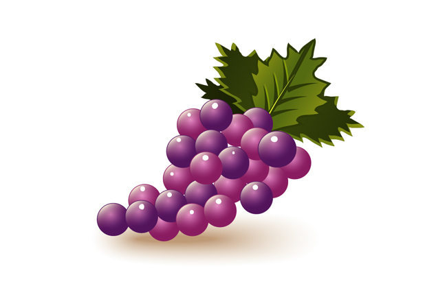 刚采摘的葡萄矢量水果素材
