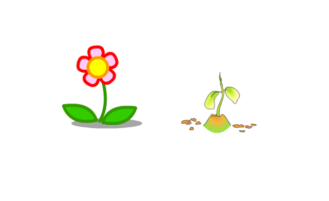 植物生长过程动画效果素材