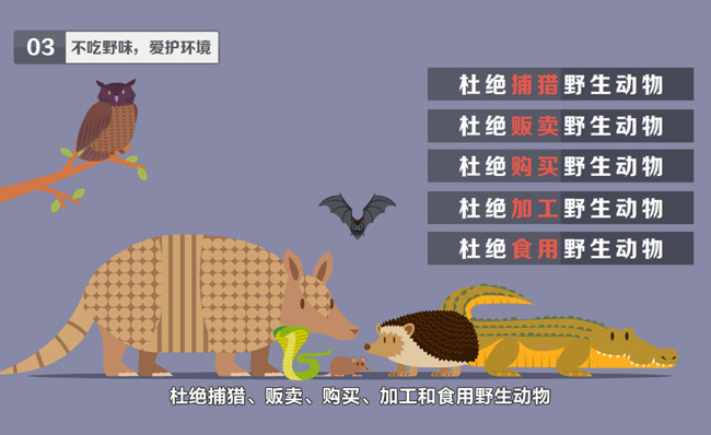 杜绝贩卖野生动物MG动漫宣传片制作模板素材