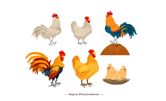 公鸡母鸡插画动物素材