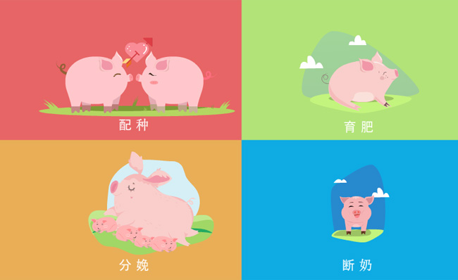 小猪诞生过程配种育肥分娩断奶MG动画宣传片模板