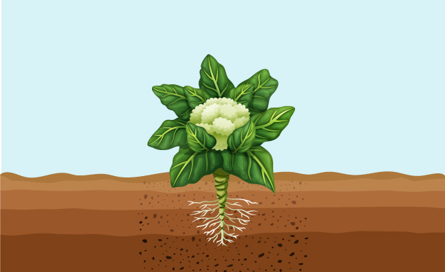 花椰菜种植插图