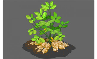 flash花生植物生长动画素材