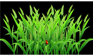 绿色燕麦与瓢虫flash动画
