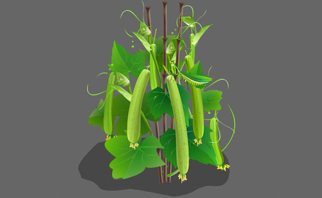 丝瓜植物手绘造型背景设计