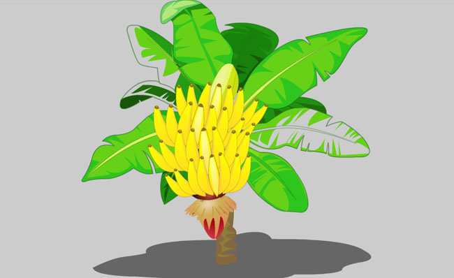 手绘卡通香蕉树植物造型设计