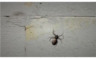 墙上蜘蛛爬行动作动画模