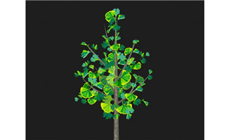 蚕桑树flash植物动画