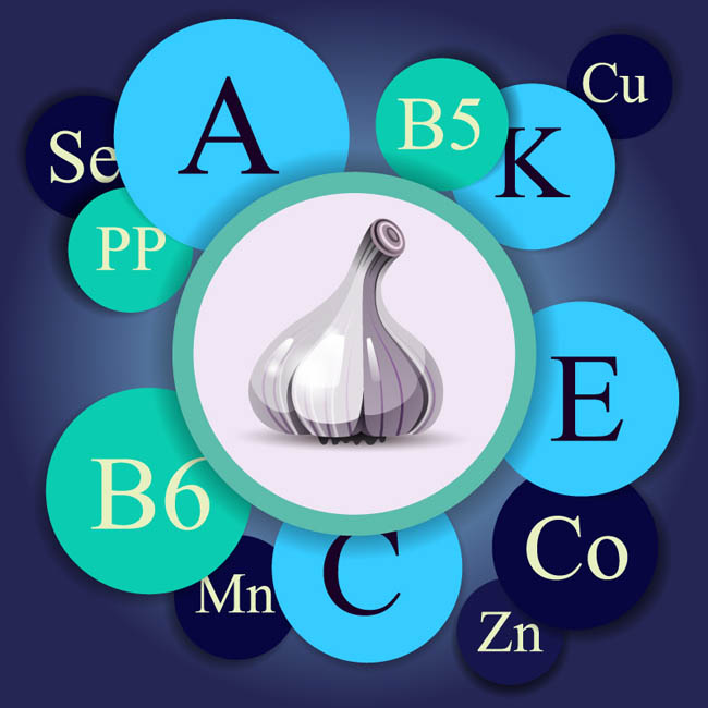 大蒜和营养成分设计图矢量素材下载