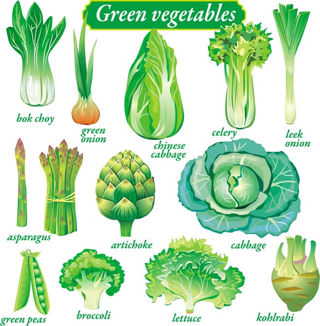 各种精致绿色蔬菜矢量图素材