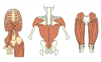医学人体各个部分的肌肉