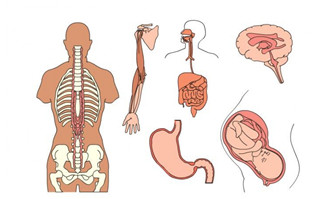 生物医学胎儿胃部大肠脑