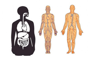 人体血管分布结构示意图